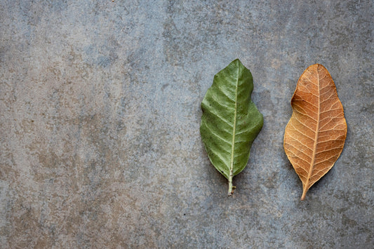 a couple of leaves sitting on top of a cement floor