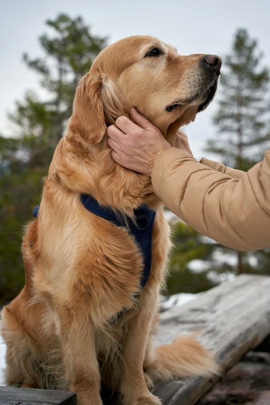 A person pets a golden retriever outdoors in winter.